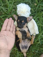 Mappe, a male Chihuahua for sale in Paoli, OK – 1 of 8