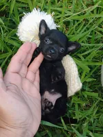 Bear, a male Chihuahua for sale in Paoli, OK – 2 of 4