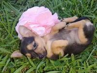 Pixie , a female Chihuahua for sale in Paoli, OK – 2 of 2