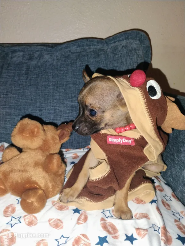 Haaland – Chihuahua puppy for sale in Paoli, OK