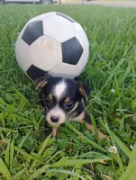 Messi, a male Chihuahua for sale in Paoli, OK – 5 of 8