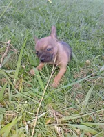 Haaland, a male Chihuahua for sale in Paoli, OK – 3 of 9