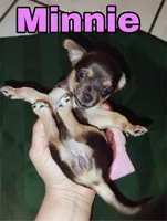 Minnie, a female Chihuahua for sale in Paoli, OK – Photo 3 of 4