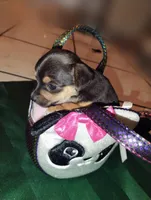 Minnie, a female Chihuahua for sale in Paoli, OK – Photo 1 of 4