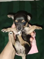 Minnie, a female Chihuahua for sale in Paoli, OK – Photo 2 of 4