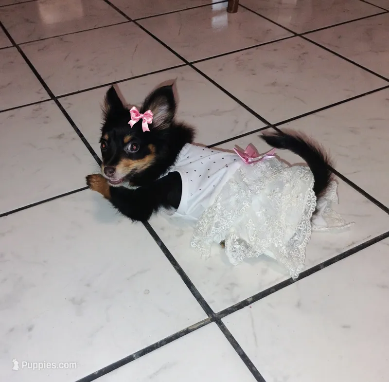 Princess – Yorkshire Terrier puppy for sale in Paoli, OK