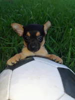 Mappe, a male Chihuahua for sale in Paoli, OK – 3 of 8