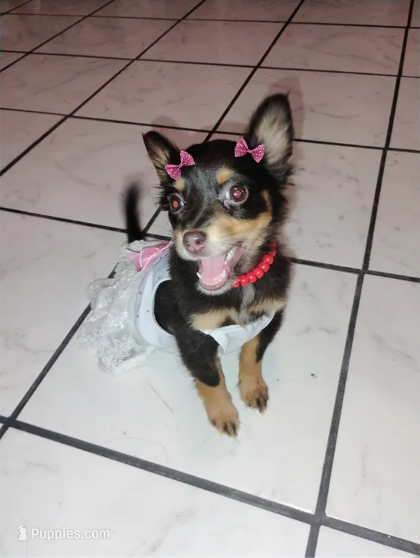 Princess  – Chihuahua puppy for sale in Paoli, OK