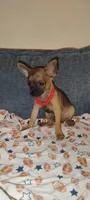Haaland, a male Chihuahua for sale in Paoli, OK – 4 of 10