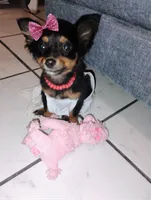 Roxy, a female Yorkshire Terrier for sale in Paoli, OK – 4 of 5