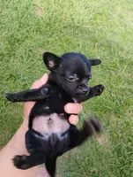 Bear, a male Chihuahua for sale in Paoli, OK – 3 of 4