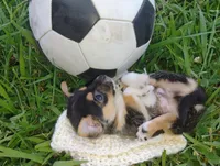Boo, a male Chihuahua for sale in Paoli, OK – 2 of 6