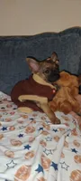 Haaland, a male Chihuahua for sale in Paoli, OK – 5 of 10