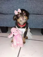 Roxy, a female Yorkshire Terrier for sale in Paoli, OK – 3 of 5
