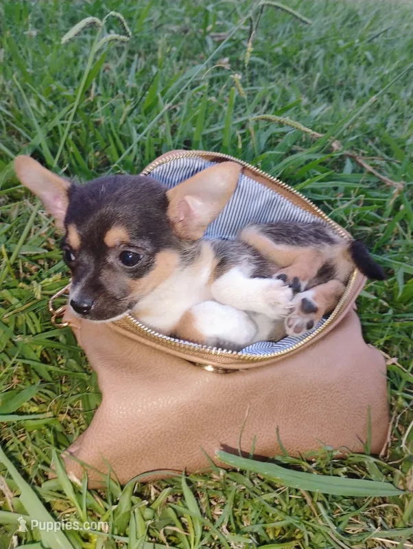 Boo – Chihuahua puppy for sale in Paoli, OK