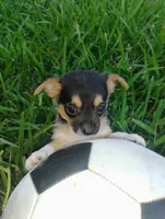 Boo, a male Chihuahua for sale in Paoli, OK – 3 of 6