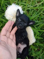 Bear, a male Chihuahua for sale in Paoli, OK – 4 of 4