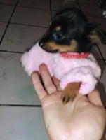 Roxy, a female Yorkshire Terrier for sale in Paoli, OK – 2 of 5