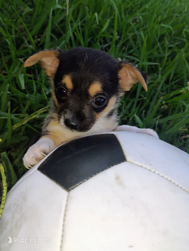 Boo – Chihuahua puppy on hold in Paoli, OK