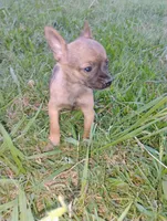 Haaland, a male Chihuahua for sale in Paoli, OK – 2 of 9