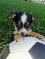 Messi, a male Chihuahua for sale in Paoli, OK – 8 of 8