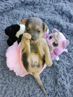 Daxy, a female Chihuahua for sale in Paoli, OK – Photo 4 of 4