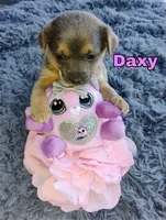 Daxy, a female Chihuahua for sale in Paoli, OK – Photo 1 of 4