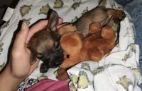 Haaland, a male Chihuahua for sale in Paoli, OK – 6 of 10