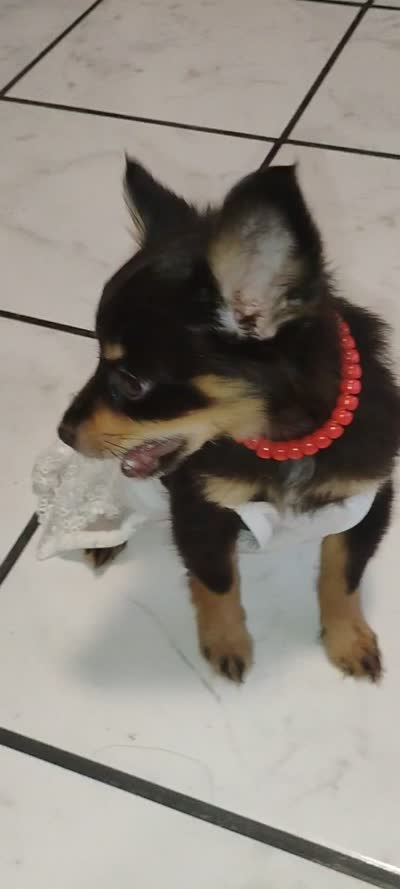 Princess, a female Yorkshire Terrier for sale in Paoli, OK – 4 of 4