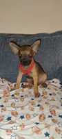 Haaland, a male Chihuahua for sale in Paoli, OK – 2 of 10