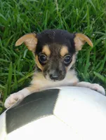 Boo, a male Chihuahua for sale in Paoli, OK – 5 of 6