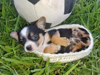 Messi, a male Chihuahua for sale in Paoli, OK – 4 of 8