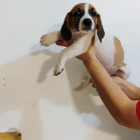 Daysi, a female Basset Hound for sale in Paoli, OK – Photo 3 of 4