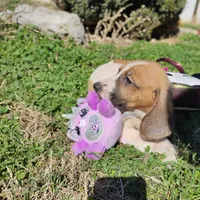 Daysi, a female Basset Hound for sale in Paoli, OK – Photo 1 of 4