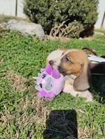 Daysi, a female Basset Hound for sale in Paoli, OK – Photo 1 of 4