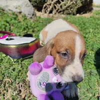 Daysi, a female Basset Hound for sale in Paoli, OK – Photo 2 of 4