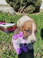 Daysi, a female Basset Hound for sale in Paoli, OK – Photo 2 of 4