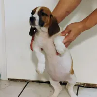 Daysi, a female Basset Hound for sale in Paoli, OK – Photo 4 of 4