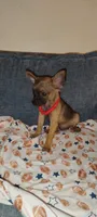 Haaland, a male Chihuahua for sale in Paoli, OK – 3 of 10