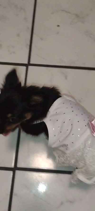 Roxy, a female Yorkshire Terrier for sale in Paoli, OK – 5 of 5