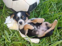 Messi, a male Chihuahua for sale in Paoli, OK – 2 of 8