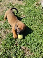 Peanut , a male Basset Hound for sale in Paoli, OK – Photo 2 of 6