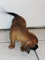 Peanut , a male Basset Hound for sale in Paoli, OK – Photo 6 of 6