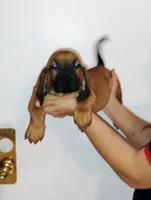 Peanut , a male Basset Hound for sale in Paoli, OK – Photo 4 of 6