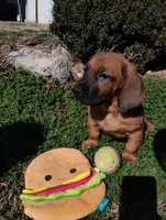 Peanut , a male Basset Hound for sale in Paoli, OK – Photo 3 of 6