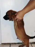 Peanut , a male Basset Hound for sale in Paoli, OK – Photo 5 of 6