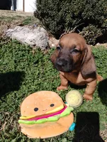 Peanut , a male Basset Hound for sale in Paoli, OK – Photo 1 of 6
