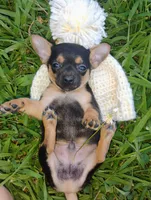 Mappe, a male Chihuahua for sale in Paoli, OK – 8 of 8