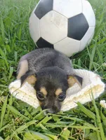 Boo, a male Chihuahua for sale in Paoli, OK – 4 of 6