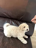 Max, a male Poodle - Miniature  for sale in Lancaster, SC – 4 of 6